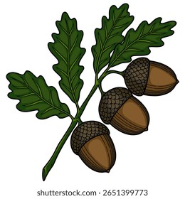 A detailed vector illustration of three acorns on an oak branch with leaves, showcasing a vibrant green and brown color palette, perfect for autumnal designs.