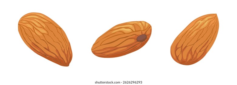 Detailed vector illustration of three whole almonds on white background, ideal for food packaging, healthy eating, or ingredient labels