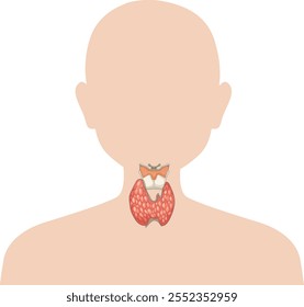 Ilustração vetorial detalhada da glândula tireoide