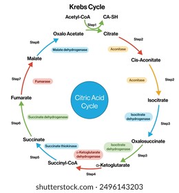 Ilustración vectorial detallada de la vía metabólica del ciclo del ácido tricarboxílico sobre fondo blanco, diagrama del ciclo de TCA, respiración celular.