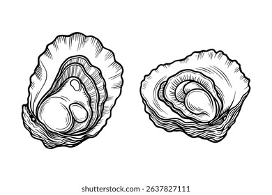 Detailed Vector Illustration of Two Oysters on a White Background