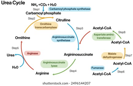 Detailed Vector Illustration of Urea Cycle Metabolic Pathway on White Background, Comprehensive Diagram of Nitrogen Metabolism Process.