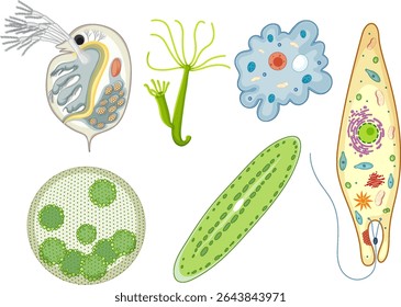 Detailed vector illustration of various microorganisms in vibrant colors, showcasing diverse shapes and structures with a scientific focus