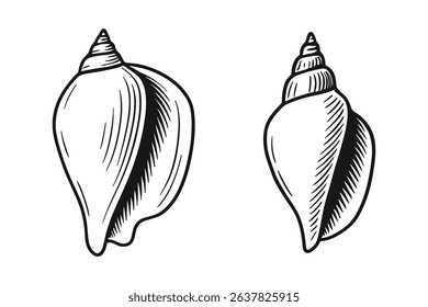 Detailed Vector Illustration of Various Seashells Marine Life