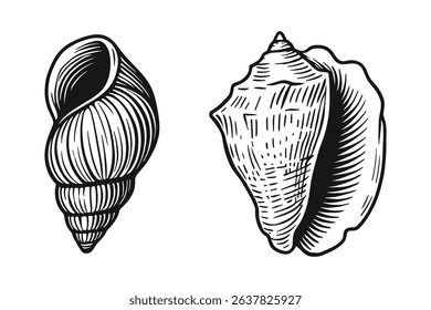 Detailed Vector Illustration of Various Seashells Marine Life