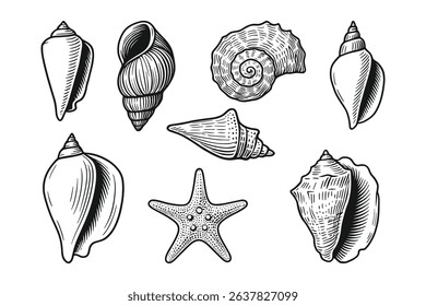 Detailed Vector Illustration of Various Seashells and Starfish Marine Life
