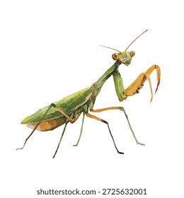 Detailed vector illustration of a vibrant green praying mantis, perfect for nature, biology, or garden designs and educational materials.
