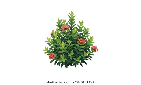 A detailed vector illustration of a vibrant green Ixora bush featuring clusters of small red flowers. The plant is isolated on a clean white background, showcasing layered leaves in various shades of green and bright blossoms. This graphic is ideal for landscape design, botanical projects, and gardening-themed content.