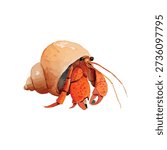 Detailed vector illustration of a vibrant hermit crab in its shell, ideal for marine life projects, educational content, or tropical beach designs.