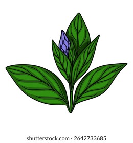 Ilustração vetorial detalhada de um vibrante broto de flor roxo aninhado entre exuberantes folhas verde-escuras, mostrando detalhes intrincados da veia e um estilo ousado, desenhado à mão.