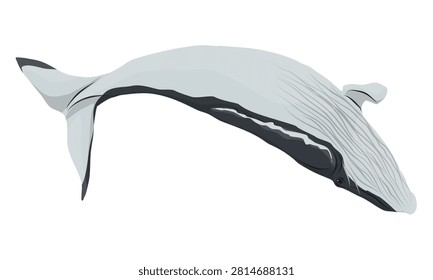 Detailed vector illustration of a wild humpback whale Megaptera novaeangliae swimming in ocean water, isolated realistic marine mammal cetacean element on a white background for print and icon design