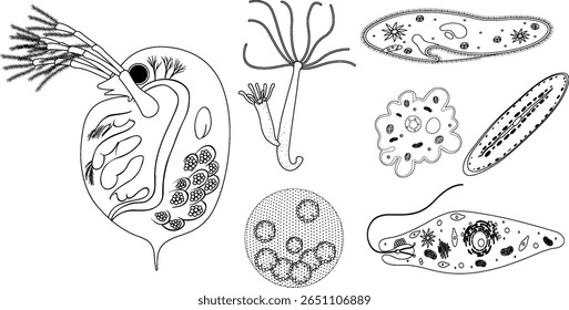 Detailed vector illustrations of various microorganisms in black and white, showcasing diverse shapes and intricate internal structures