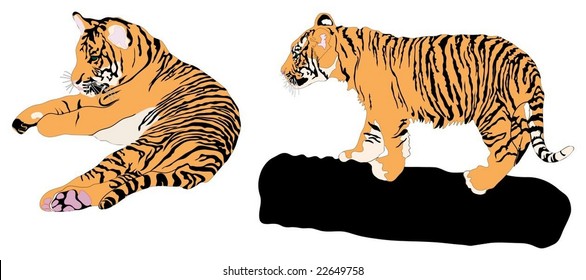 Detailed vector image of Tiger cubs