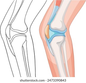 Detailed vector of knee joint structure