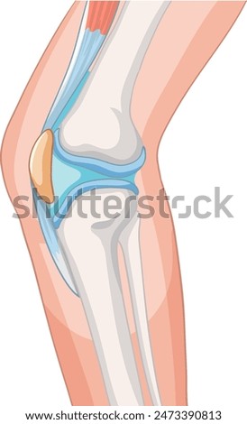 Detailed vector of knee joint structure
