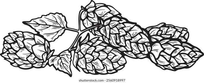 Detailed vector line art illustration of a hop. for craft beer branding, brewery logos, or packaging designs. Hand drawn isolated on white background