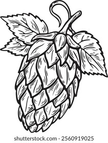 Detailed vector line art illustration of a hop. for craft beer branding, brewery logos, or packaging designs. Hand drawn isolated on white background