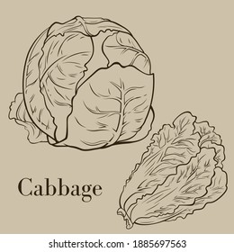 Detailed vector line drawing of cabbage vegetable used in salad.