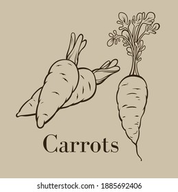 Detailed vector line drawing of carrots vegetable with  name