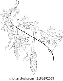 Dibujo detallado de la línea vectorial de una calabaza amarga vegetal sobre un fondo blanco