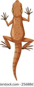 Detailed vector of a lizard from above