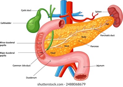 Detailed vector of pancreas and surrounding organs