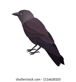 Detailed vector portrait of blackbird. Bird with dark feathers and blue eye. Wildlife theme. Element for ornithology book, print or poster