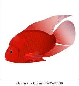 Detailed Vector Red Fish Illustration Isolated Over White Background.beautiful Red Parrot Fish Swimming With Red Scales Ready To Use Icon Template Model.fish Graphic Design Editable Artwork 