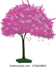 Vector detallado del árbol sakura / Flor de cerezo 