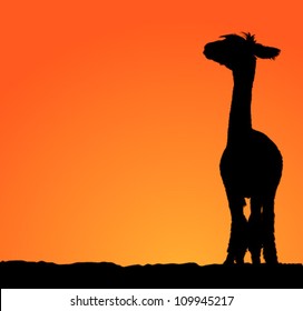 Alpaca Silhouette Images Stock Photos Vectors Shutterstock