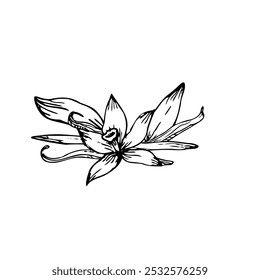 A detailed vector sketch of vanilla orchid flower and pods. Hand-drawn in line art style, perfect for botanical illustrations or natural product packaging.