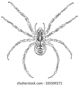 Detailed Vector Spider Tarantula Tattoos Illustrations Stock Vector ...