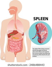 Detailed vector of spleen and digestive system
