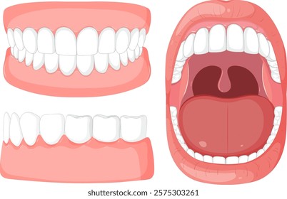 Detailed vector of teeth and open mouth anatomy