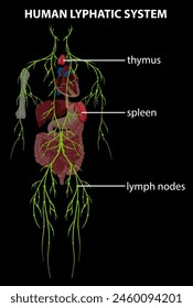 Detailed vector of thymus, spleen, and lymph nodes