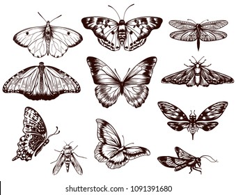Detailed vector Vintage Butterflies   Engraved Insects