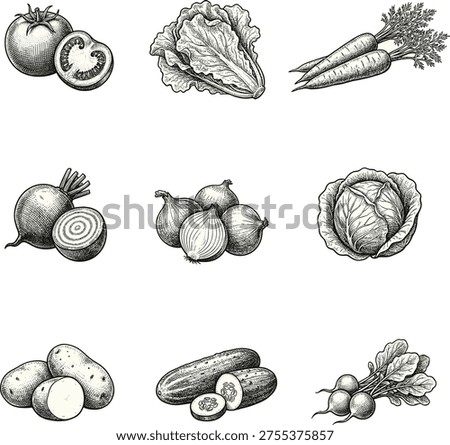 Detailed vegetable illustration collection featuring tomato, lettuce, carrot, beetroot, onion, cabbage, potato, cucumber, radish, black and white design