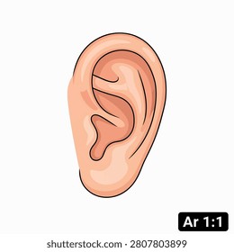 Detailed view of an ear showing the inner canal and outer helix shape