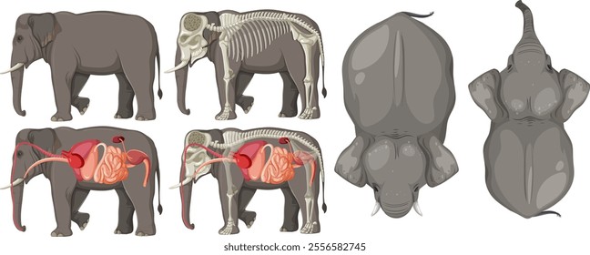 Detailed view of elephant anatomy and skeletal structure