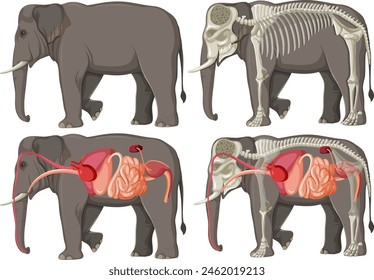 Detailed view of elephant's internal and skeletal structure