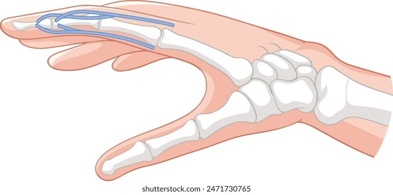 Detailed view of hand bones and tendons