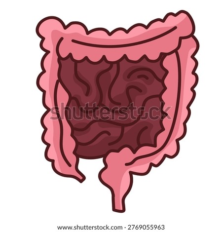detailed view of human bowels and colon showing the entire intestinal tract