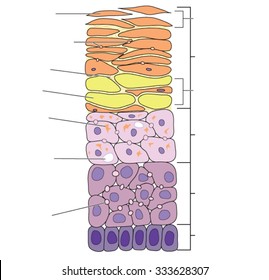 Detailed view of the skin layers, from the outermost desquamating corneocytes to the basal cells.