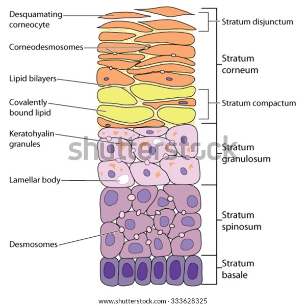 Detailed view of the skin\
layers, from the outermost desquamating corneocytes to the basal\
cells.