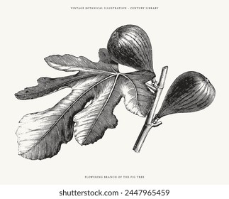 Detailed Vintage Engraving of a Fig Tree Branch