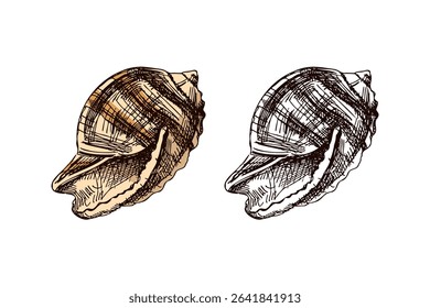 Detailed vintage hand drawn illustration of a large marine seashell in colored and monochrome style. Perfect for nautical, summer, ocean or beach-themed graphic design and digital projects.