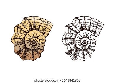 Detailed vintage hand drawn sketch of spiral marine seashell. Includes both colored and monochrome versions. Ideal for summer, ocean, or nautical themed design projects and digital assets.