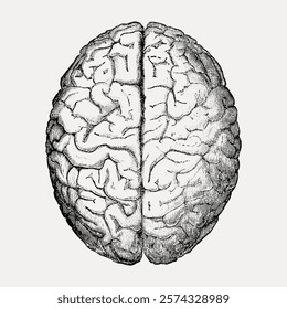 Detailed vintage illustration of a human brain. Intricate brain sketch, showcasing brain anatomy. Classic drawing with artistic brain details.