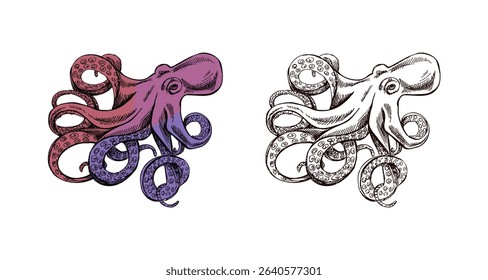 Detailed vintage vector set of octopus with swirling tentacles. Includes classic ink version and vibrant color design in purple and red. Perfect for marine themes and nautical artwork.