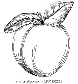 Detailed vintage vegetarian sketch. Peach sketch vector isolated. Hand drawn illustration fruit. Summer food engraved style retro. Great for your design  logo, emblem, label, poster, print, menu